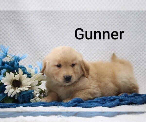 Medium Photo #9 Golden Retriever Puppy For Sale in LOYAL, WI, USA