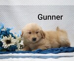 Litter of 4 - Male Golden RetrieverLitter of Puppies for Sale - Photo #9