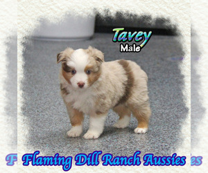 Miniature Australian Shepherd Puppy for sale in FORESTBURG, TX, USA