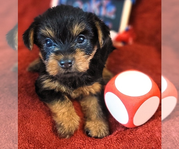 Medium Photo #7 Yorkshire Terrier Puppy For Sale in AKRON, OH, USA