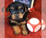 Small #6 Yorkshire Terrier