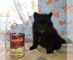 Small Photo #2 Pomeranian Puppy For Sale in CARTHAGE, TX, USA