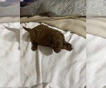 Small Photo #18 Poodle (Standard) Puppy For Sale in BARTLETT, TX, USA