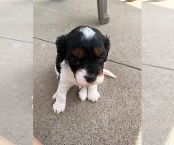 Medium Photo #9 Cavapoo (Miniature) Puppy For Sale in SAINT FRANCIS, MN, USA