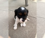 Small Photo #9 Cavapoo (Miniature) Puppy For Sale in SAINT FRANCIS, MN, USA