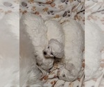 Puppy Puppy 2 Bichon Frise