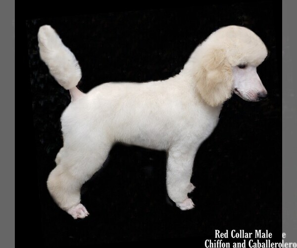 Medium Photo #8 Poodle (Standard) Puppy For Sale in MANCHESTER, MI, USA