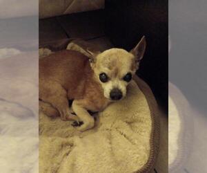 Chihuahua Dogs for adoption in Plantation, FL, USA
