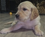 Puppy Light Grey Golden Irish-Golden Retriever Mix