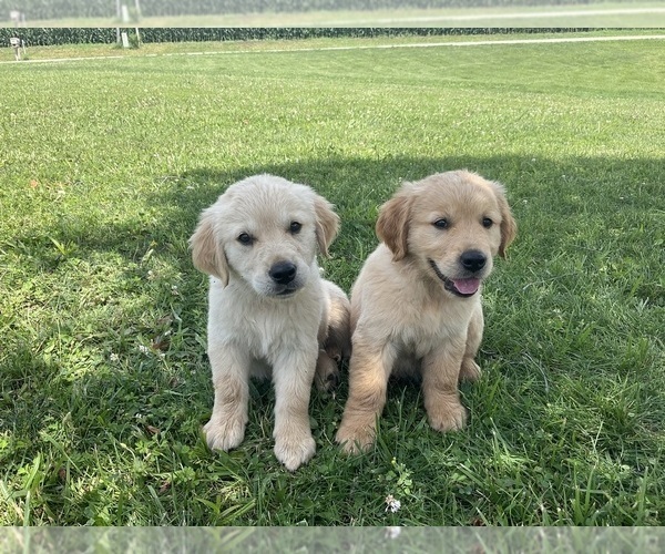 Medium Photo #2 Golden Retriever Puppy For Sale in MEMPHIS, MO, USA
