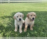Small #1 Golden Retriever