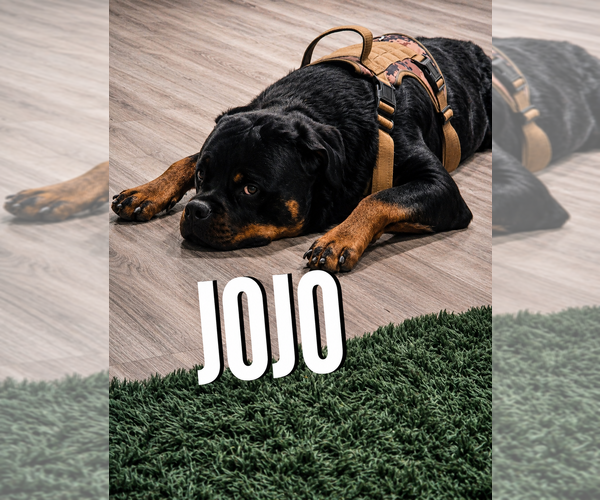 Medium Photo #3 Rottweiler Puppy For Sale in Gilbert, AZ, USA