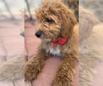 Small Photo #20 Goldendoodle-Poodle (Toy) Mix Puppy For Sale in MENIFEE, CA, USA