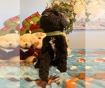 Small Photo #9 Goldendoodle Puppy For Sale in NEW LONDON, NC, USA