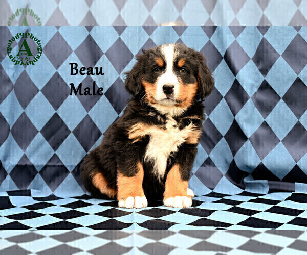 Medium Photo #15 Bernese Mountain Dog Puppy For Sale in HARRISONBURG, VA, USA