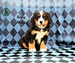 Small Photo #15 Bernese Mountain Dog Puppy For Sale in HARRISONBURG, VA, USA