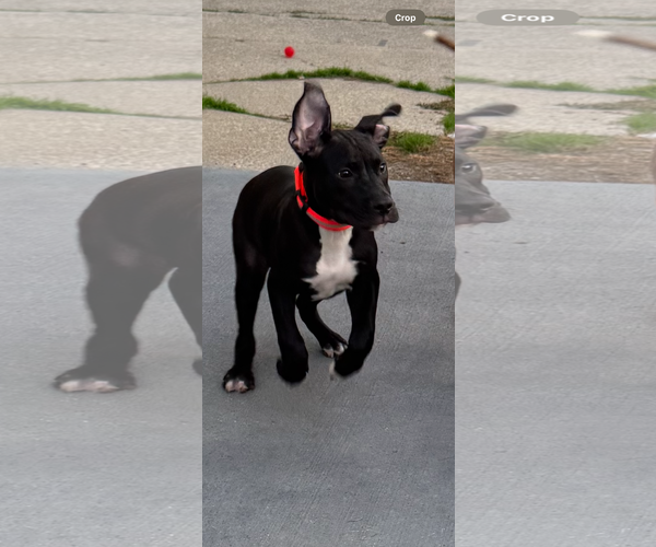 Medium Photo #4 American Pit Bull Terrier-Unknown Mix Puppy For Sale in Lockport, NY, USA