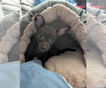 Small #3 Chihuahua Mix