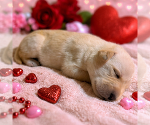 Labrador Retriever Litter for sale in HIGH POINT, NC, USA