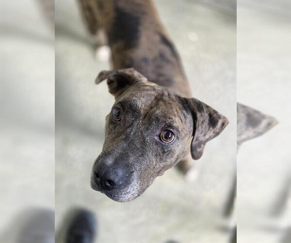 Medium Photo #2 American Pit Bull Terrier-Catahoula Leopard Dog Mix Puppy For Sale in Temple, TX, USA