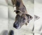 Small #1 American Pit Bull Terrier-Catahoula Leopard Dog Mix