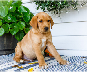 Medium Golden Retriever-Jack Russell Terrier Mix