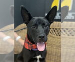 Small #2 Mutt