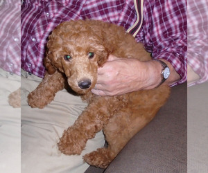 Poodle (Standard) Puppy for sale in CLATSKANIE, OR, USA