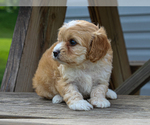 Small #4 Cavalier King Charles Spaniel-Poodle (Toy) Mix