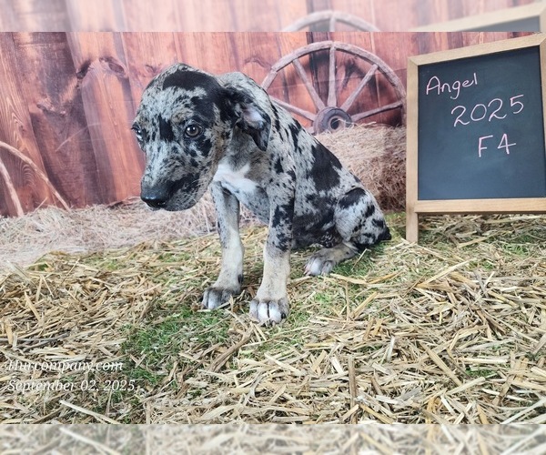Medium Photo #3 Catahoula Leopard Dog Puppy For Sale in CUMBY, TX, USA