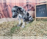 Small #2 Catahoula Leopard Dog