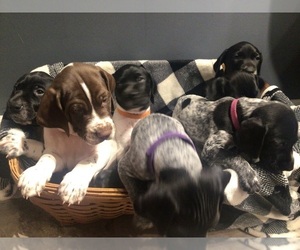 German Shorthaired Pointer Litter for sale in JOHNSTOWN, OH, USA