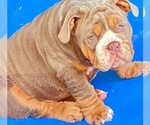 Small Photo #1 English Bulldog Puppy For Sale in SACRAMENTO, CA, USA