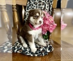 Small Photo #1 Siberian Husky Puppy For Sale in FORT WAYNE, IN, USA
