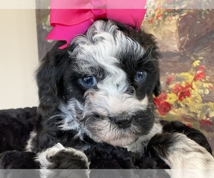 Poodle (Miniature)-ShihPoo Mix Puppy for sale in DUBARD, MS, USA
