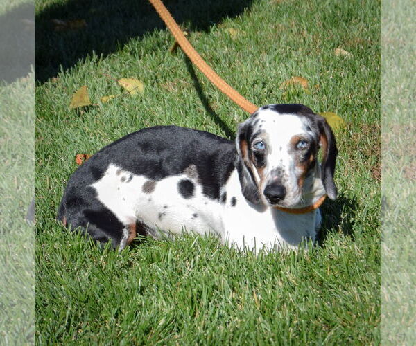 Medium Photo #3 Dachshund Puppy For Sale in Huntley, IL, USA