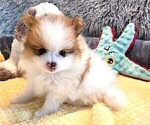 Small Photo #30 Pomeranian Puppy For Sale in MENIFEE, CA, USA