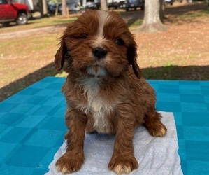 Cavalier King Charles Spaniel Puppy for sale in HICKORY, NC, USA