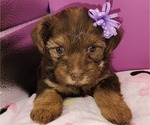Puppy Puppy 1 YorkiePoo