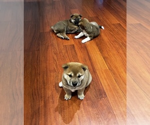 Shiba Inu Puppy for sale in FREMONT, CA, USA