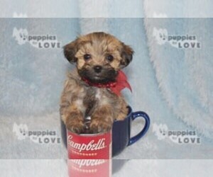 Maltipoo-Poodle (Toy) Mix Puppy for sale in SANGER, TX, USA