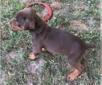 Small Photo #3 Doberman Pinscher Puppy For Sale in NASHVILLE, TN, USA