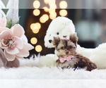 cute puppy - Female Yorkshire Terrier Puppy for Sale - Small photo
