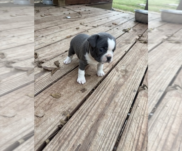 Medium Photo #7 Boston Terrier Puppy For Sale in FREDONIA, KS, USA