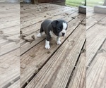 Small #6 Boston Terrier