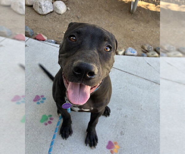 Medium Photo #2 Mutt Puppy For Sale in Riverside, CA, USA