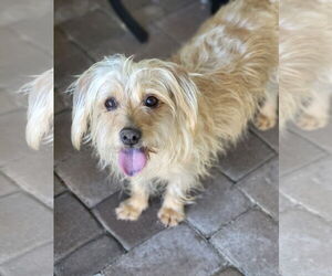 Cairn Terrier-Dandie Dinmont Terrier Mix Dogs for adoption in Phoenix, AZ, USA