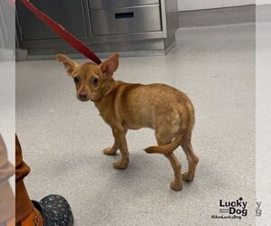 Bruno - Male Chihuahua-Unknown Mix Dog for Adoption - Photo #3