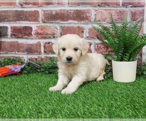 English Cream Golden Retriever Puppy for sale in SYRACUSE, IN, USA