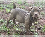 Small Photo #10 American Bully Puppy For Sale in SNELLVILLE, GA, USA